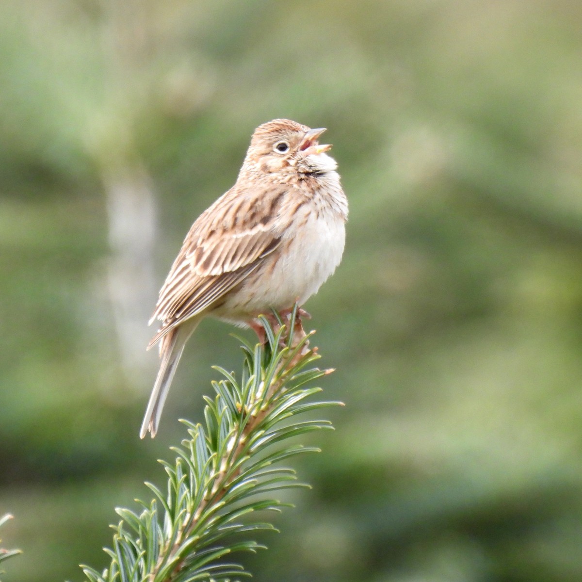 Vesper Sparrow - ML436797811