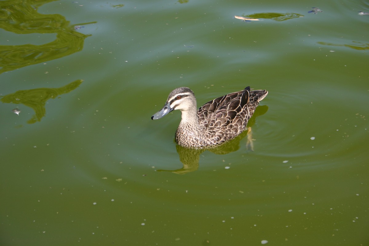 Pacific Black Duck - James Rousseau