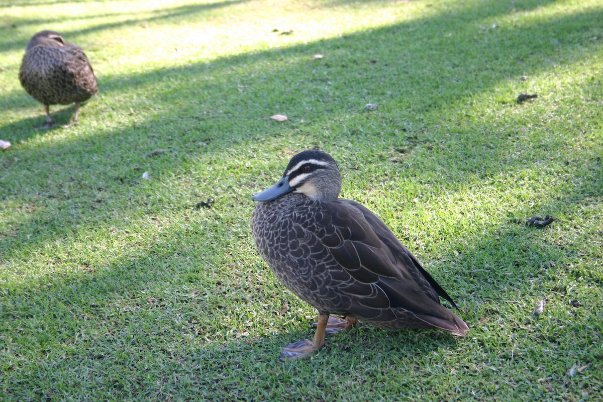 Pacific Black Duck - ML436798081