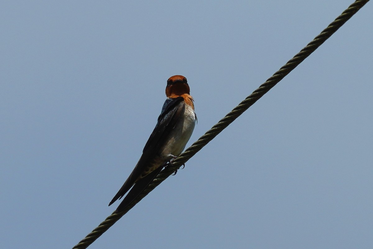 Pacific Swallow - ML436799221