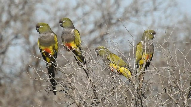 Burrowing Parakeet - ML436800121