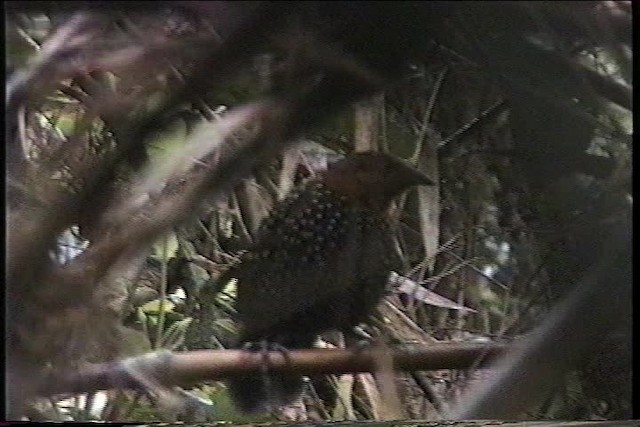 Perlmanteltapaculo - ML436802