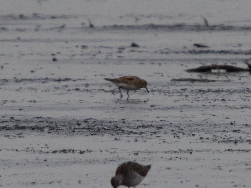 Baird's Sandpiper - ML436803961