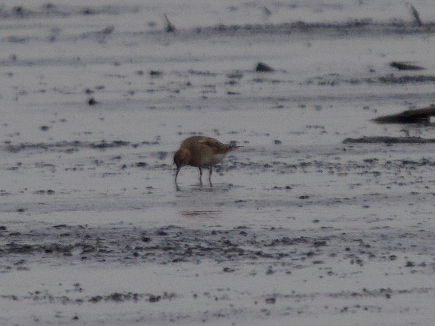 Baird's Sandpiper - ML436803981