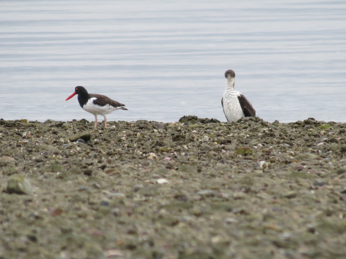 Imperial Cormorant - ML436804081