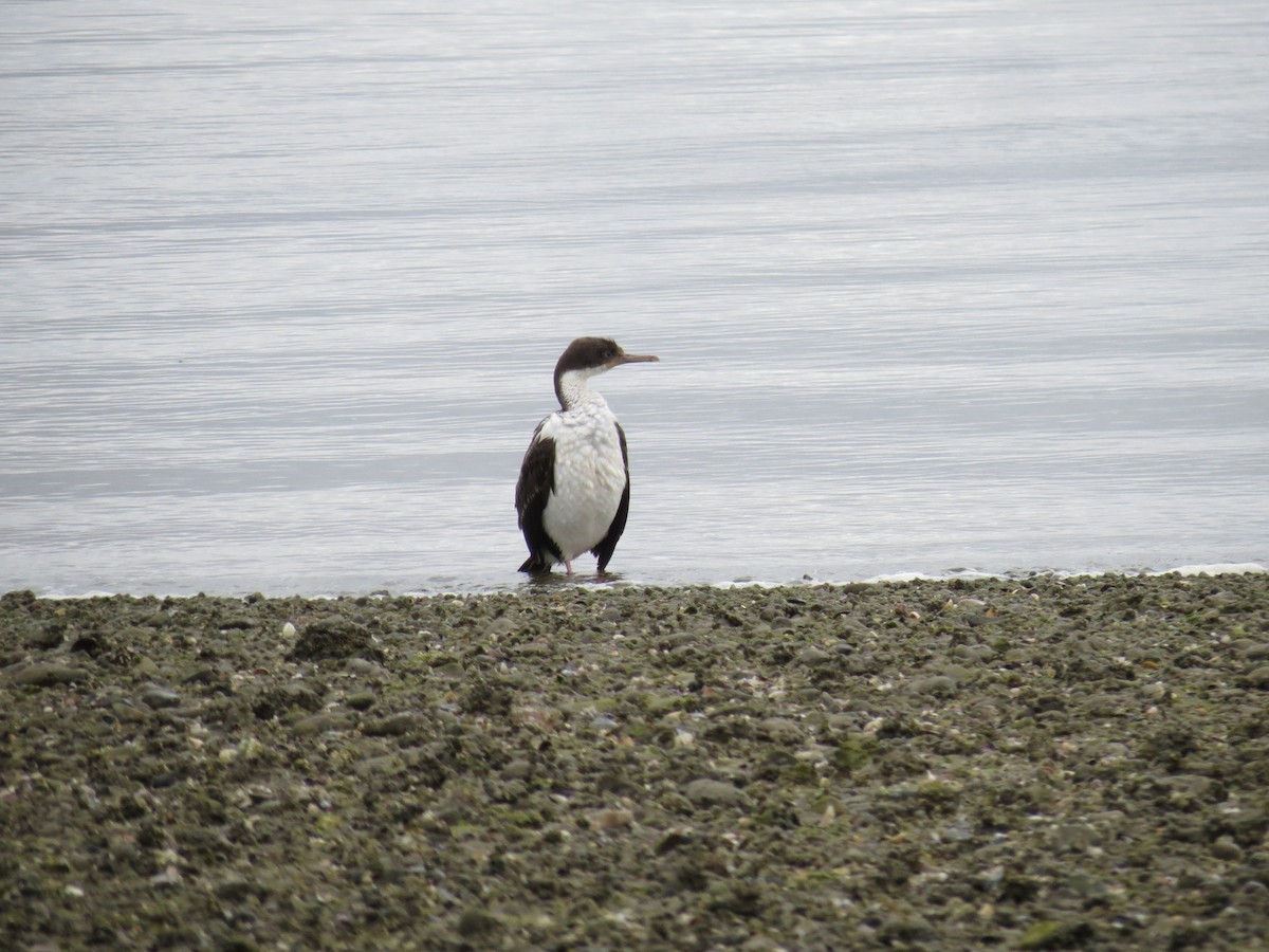 Imperial Cormorant - adriana centeno