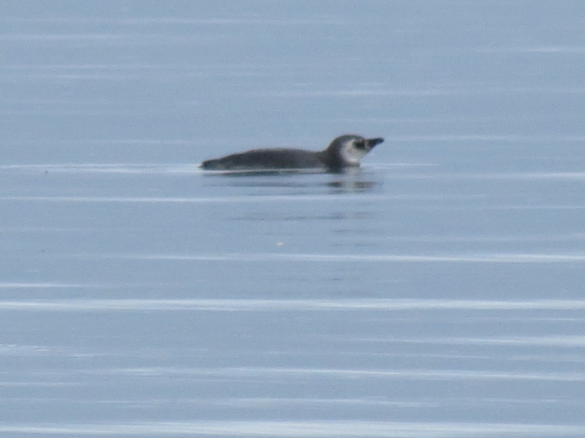 Magellanic Penguin - ML436804271