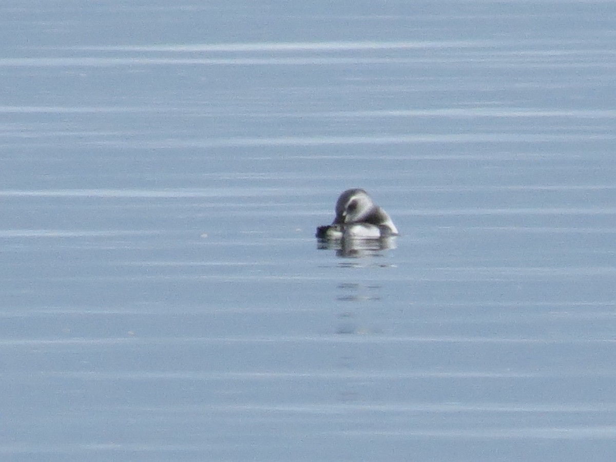 Pingüino Magallánico - ML436804281