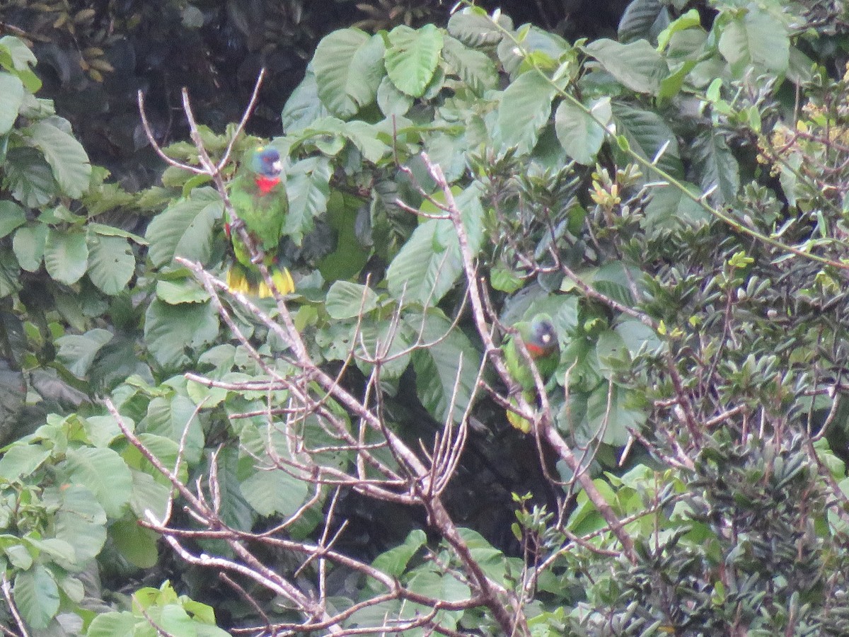 Red-necked Parrot - Thomas Brooks