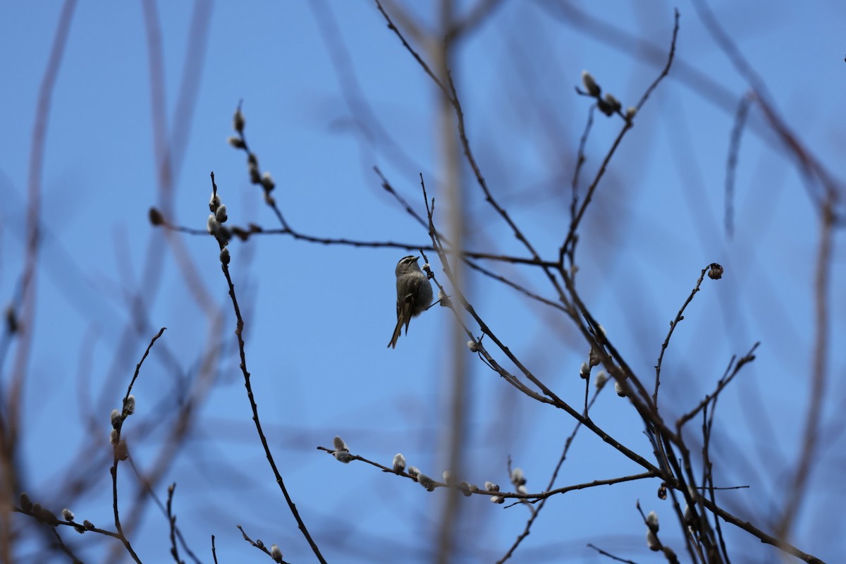 Golden-crowned Kinglet - Yves Lajoie