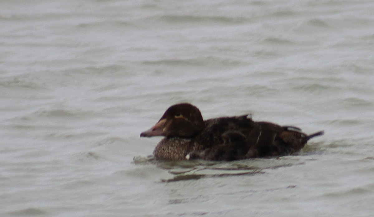 King Eider - ML43680711