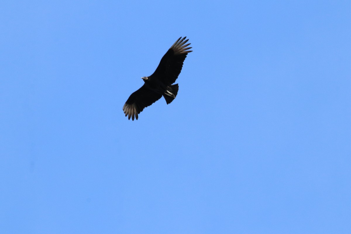 Black Vulture - ML436807481