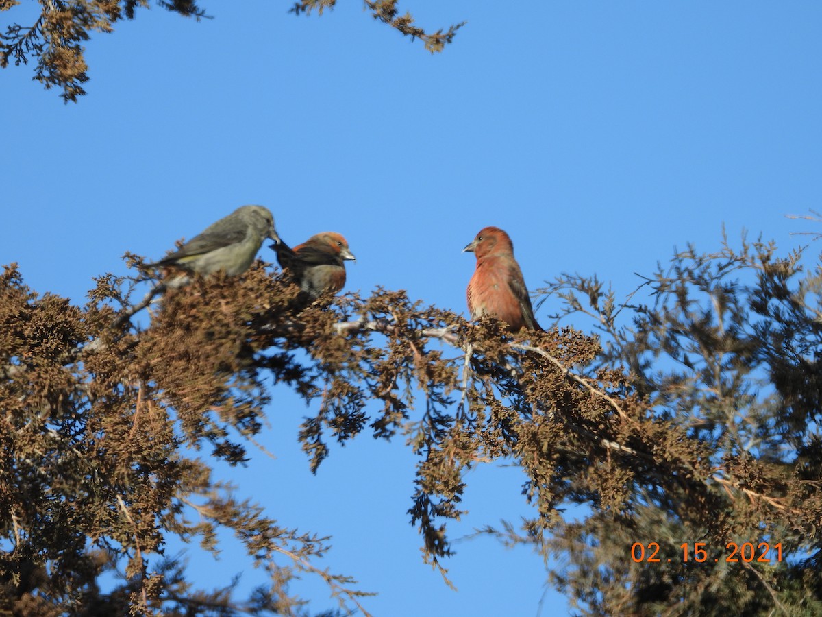 Red Crossbill - ML436807961