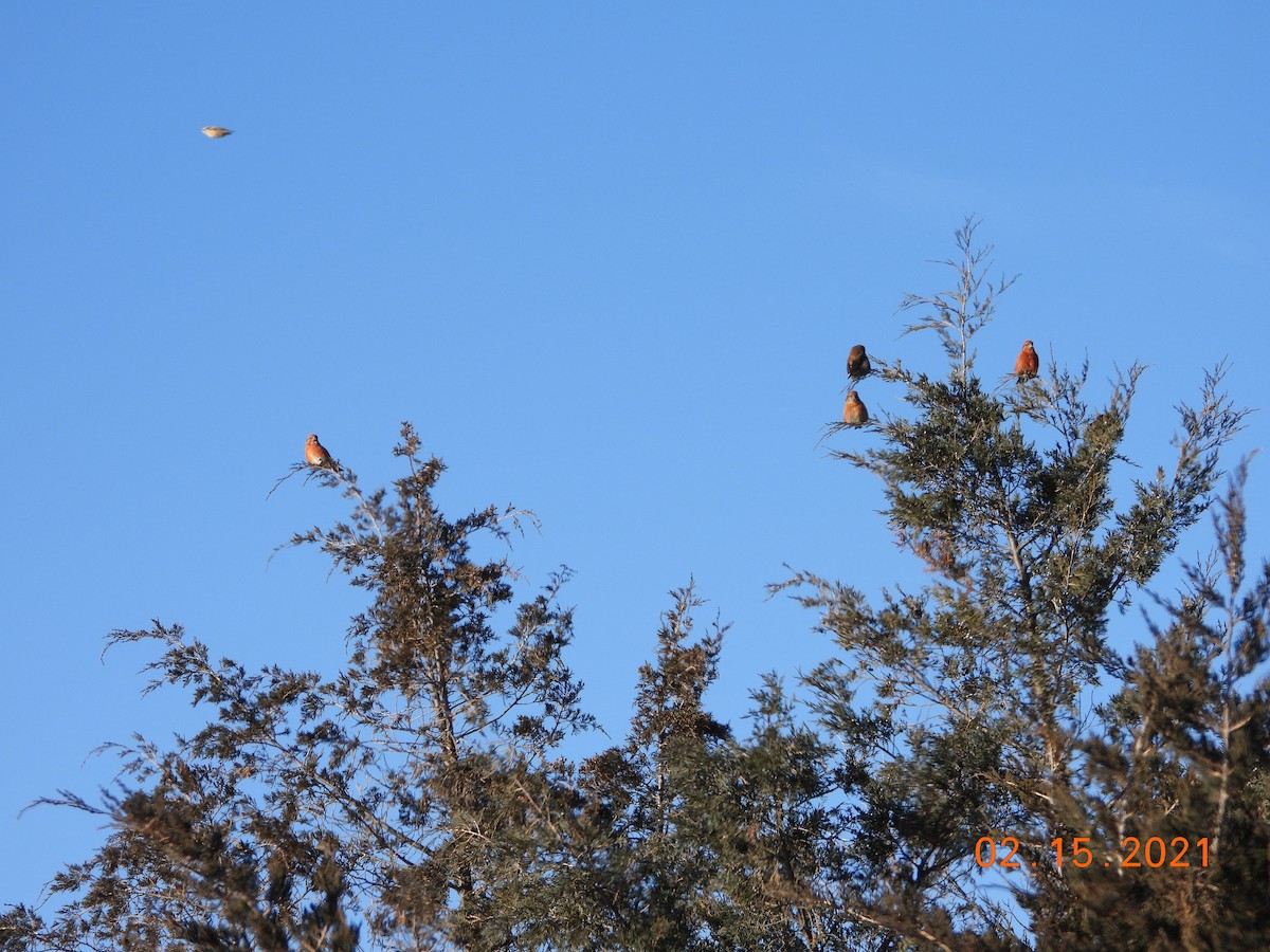 Red Crossbill - Bob Anderson