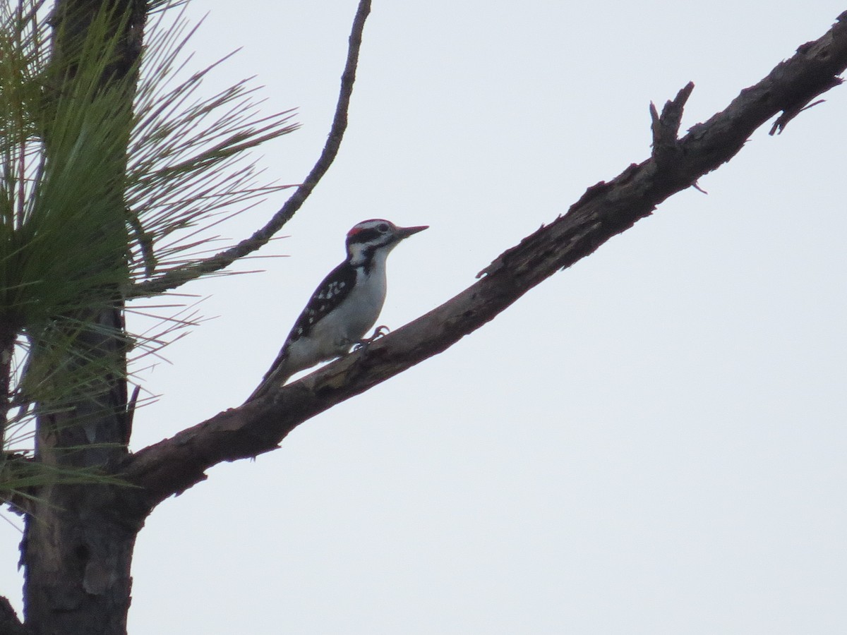 Hairy Woodpecker - ML43680881