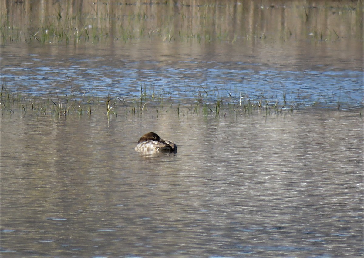 Canvasback - ML436808851