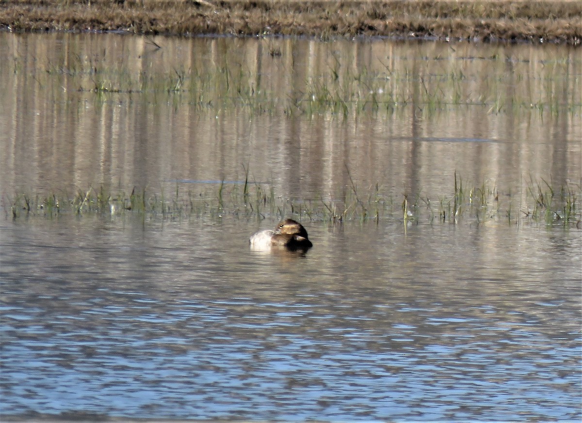 Canvasback - ML436808861