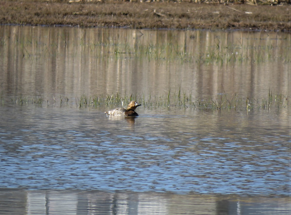 Canvasback - ML436808891