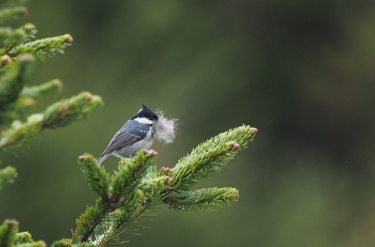 Coal Tit - Scott (瑞興) LIN(林)
