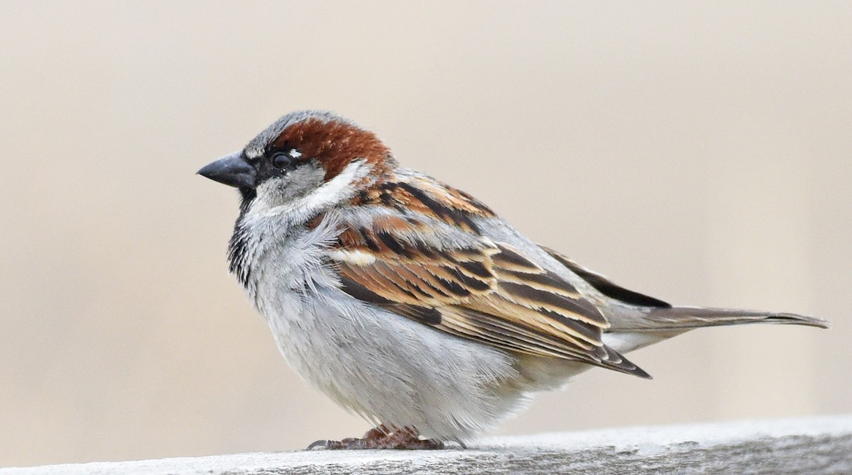 House Sparrow - ML436809001