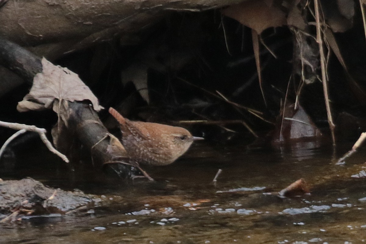 vintersmett - ML436809181