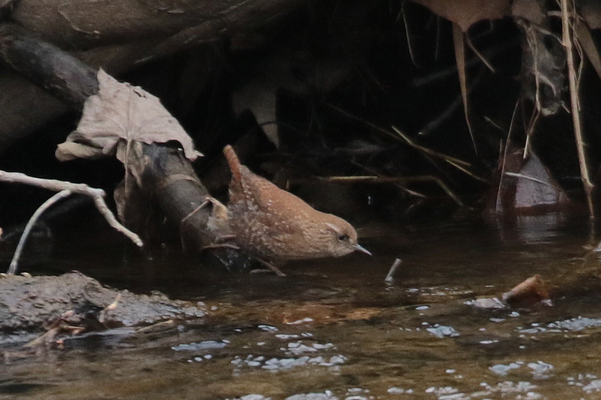 vintersmett - ML436809201