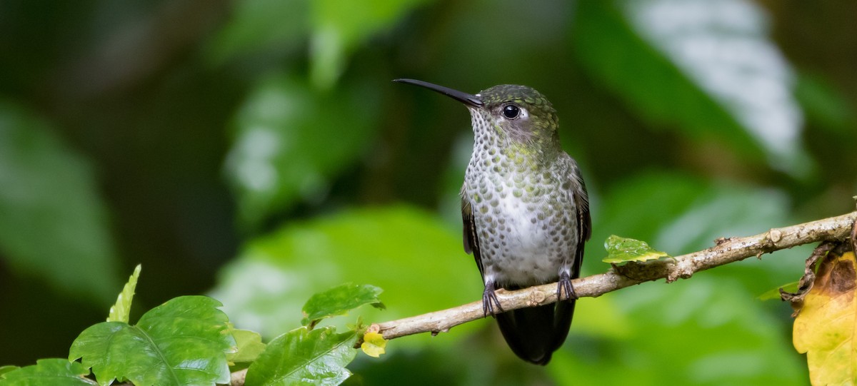 Many-spotted Hummingbird - ML436809731