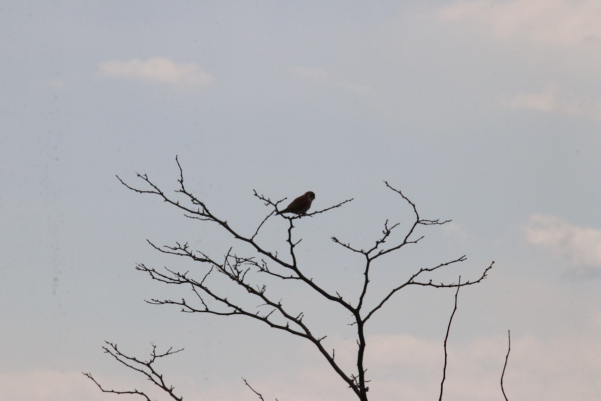 American Kestrel - ML436809801