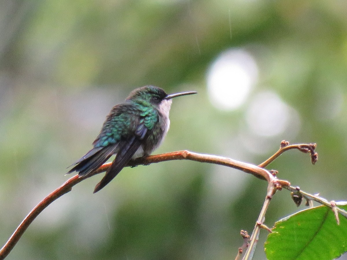 Colibri à tête bleue - ML43681081