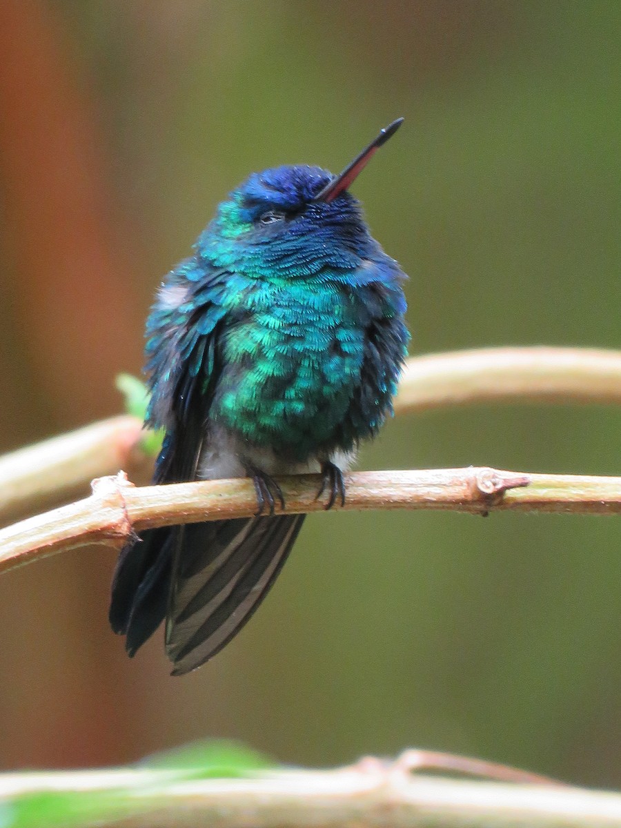 Blue-headed Hummingbird - Thomas Brooks