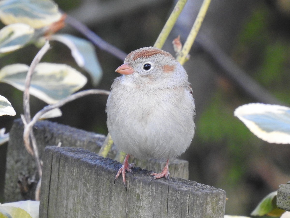 Field Sparrow - ML436812241
