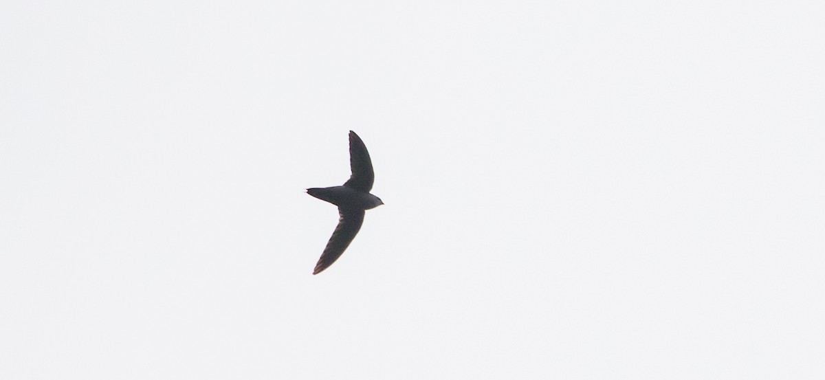 Chestnut-collared Swift - Caleb Putnam