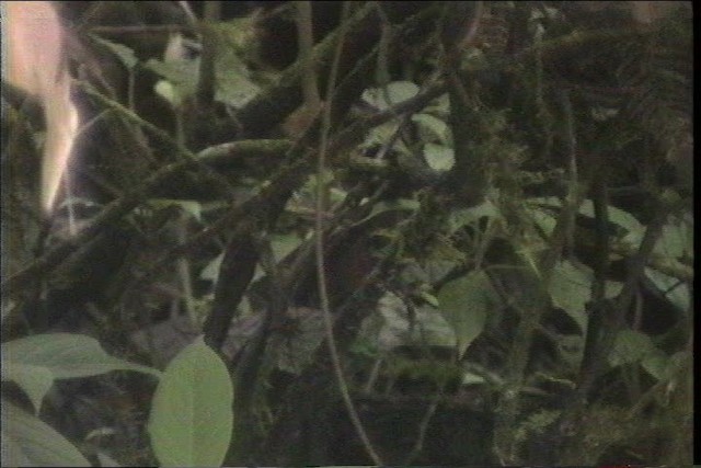 perutapakulo - ML436814