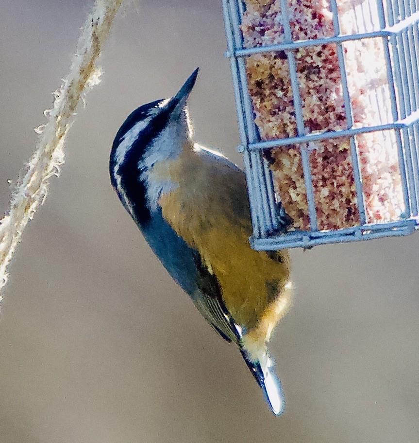 Red-breasted Nuthatch - ML436814641