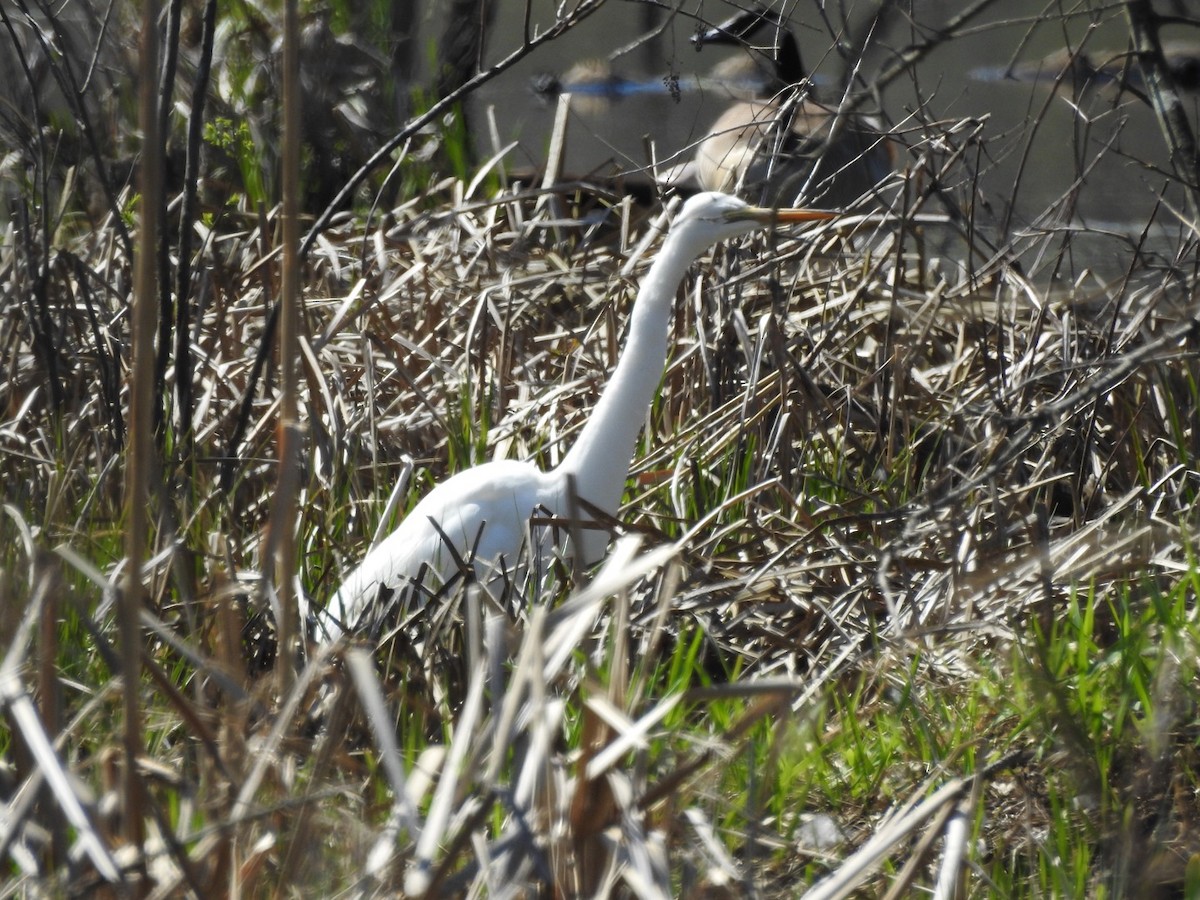 Great Egret - Daniel Beechy