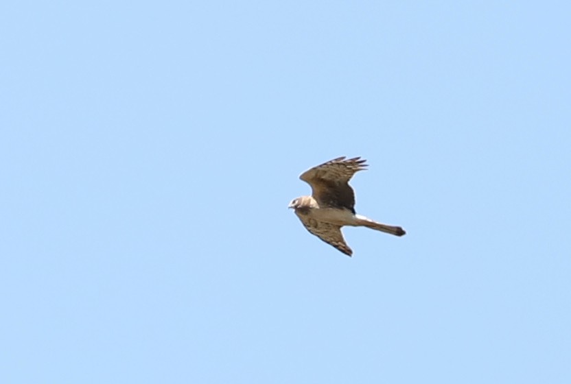 Northern Harrier - ML436815491