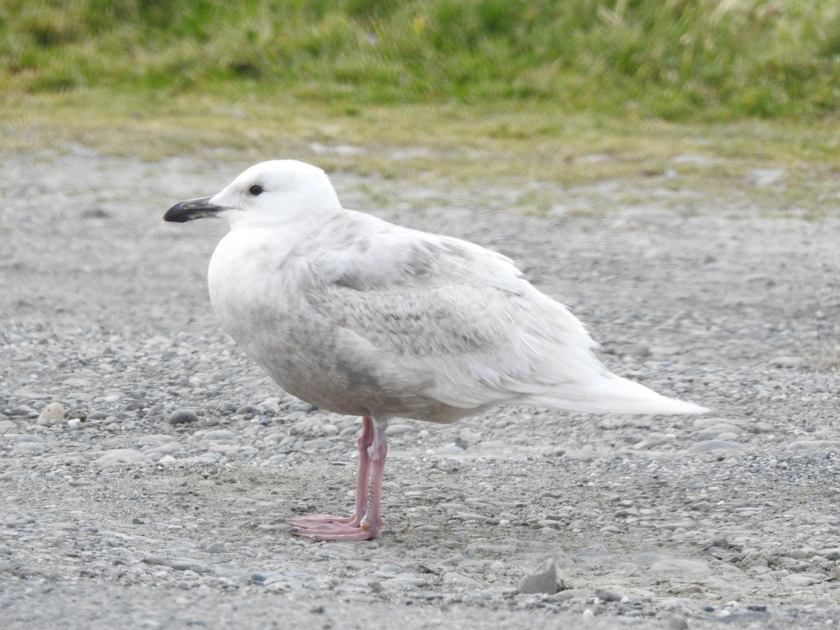 Gaviota Groenlandesa - ML436815591