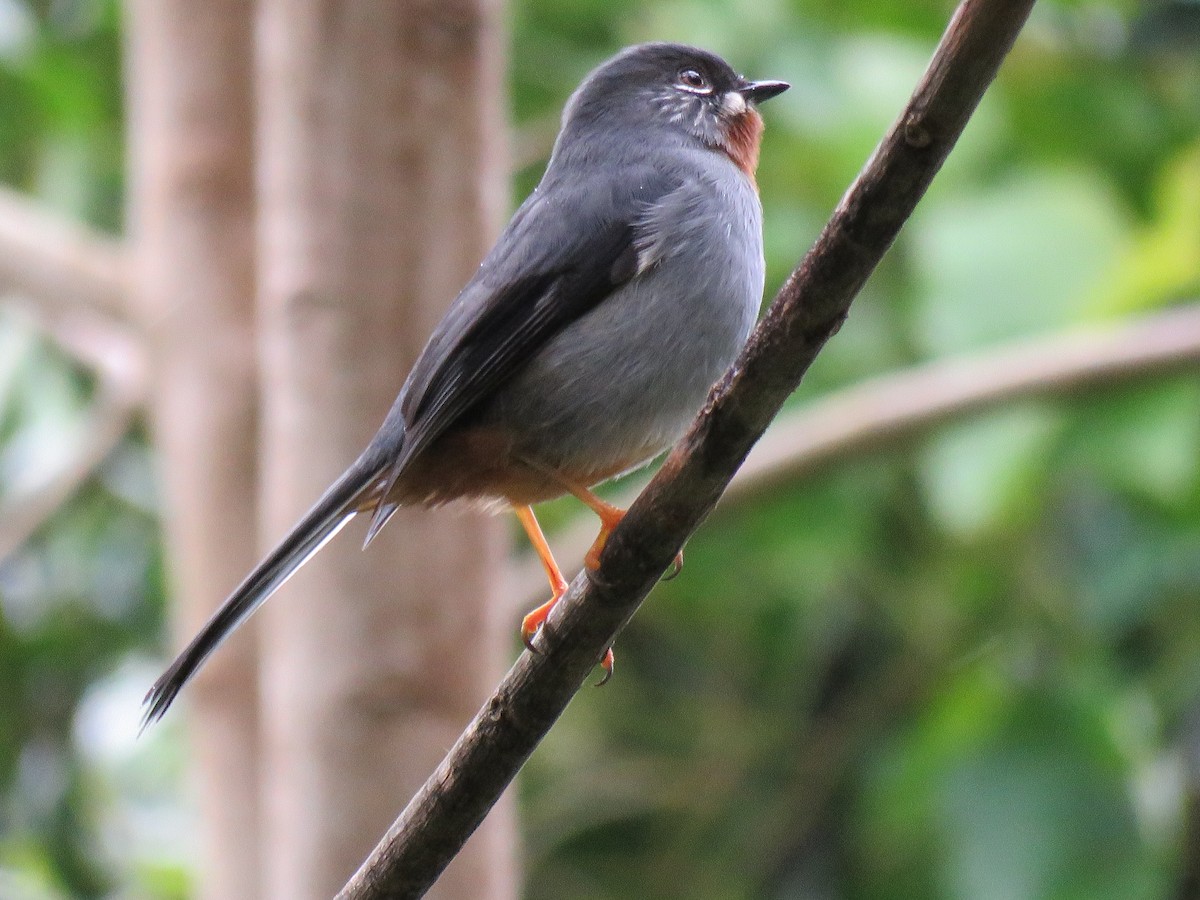 Rufous-throated Solitaire - Thomas Brooks