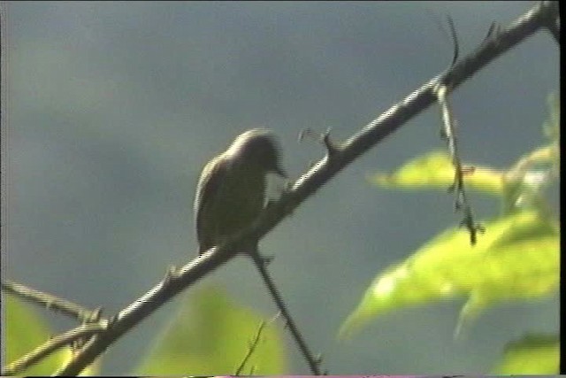 Carpinterito de Lafresnaye - ML436816