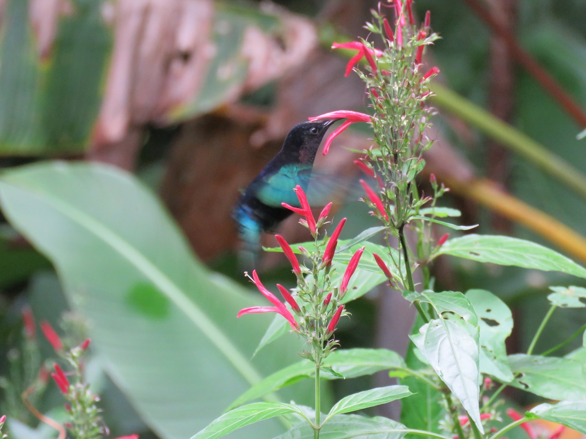 Colibrí Caribeño Gorjimorado - ML43681681