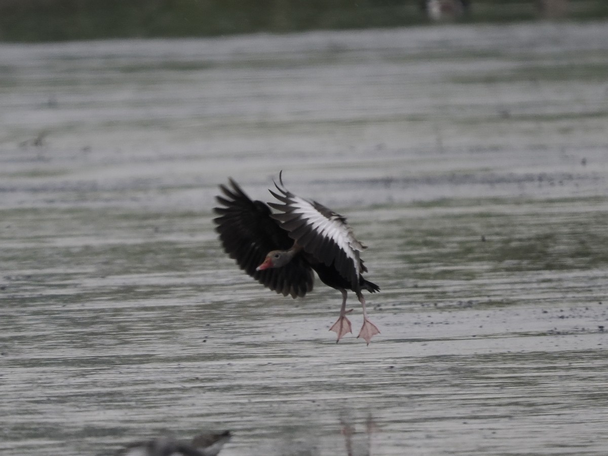 Black-bellied Whistling-Duck - ML436817001