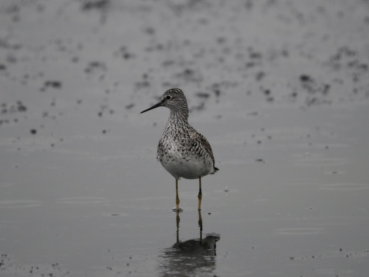 Lesser Yellowlegs - ML436817201