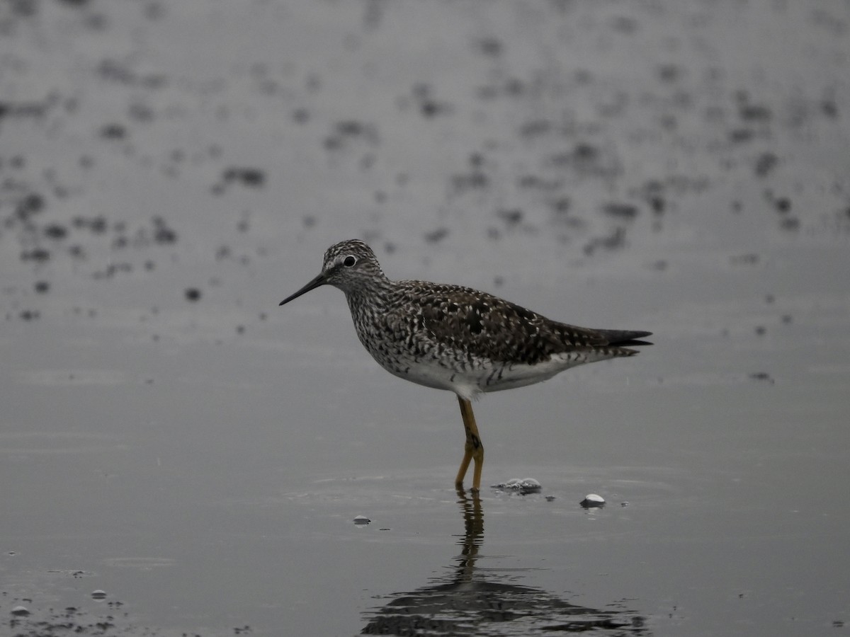 Lesser Yellowlegs - ML436817211