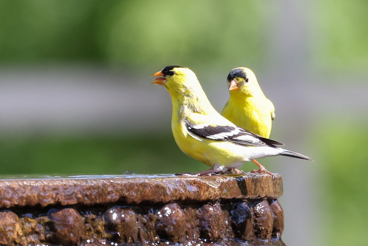 American Goldfinch - ML436817281