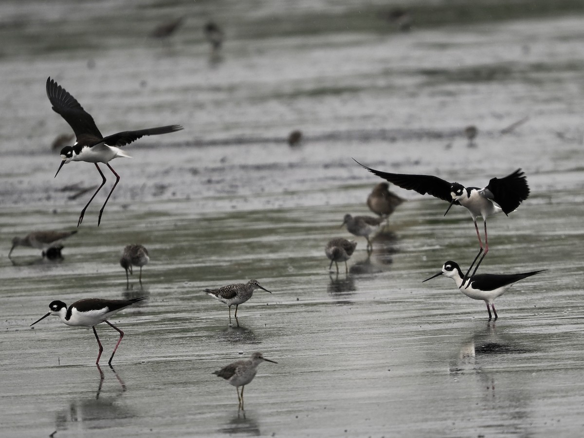 Black-necked Stilt - ML436817291