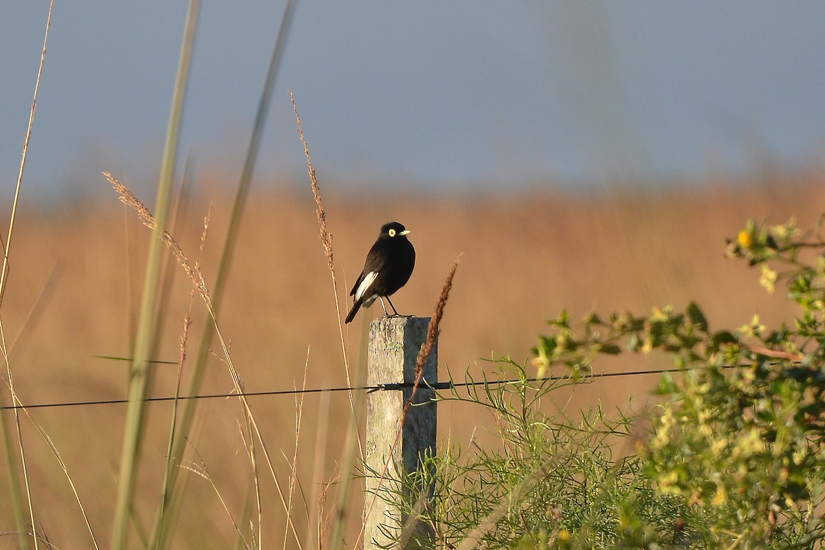 Spectacled Tyrant - Fábio Luís Mello