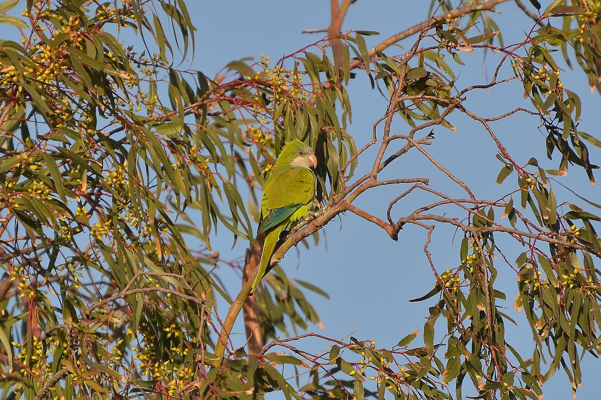 Monk Parakeet - Fábio Luís Mello