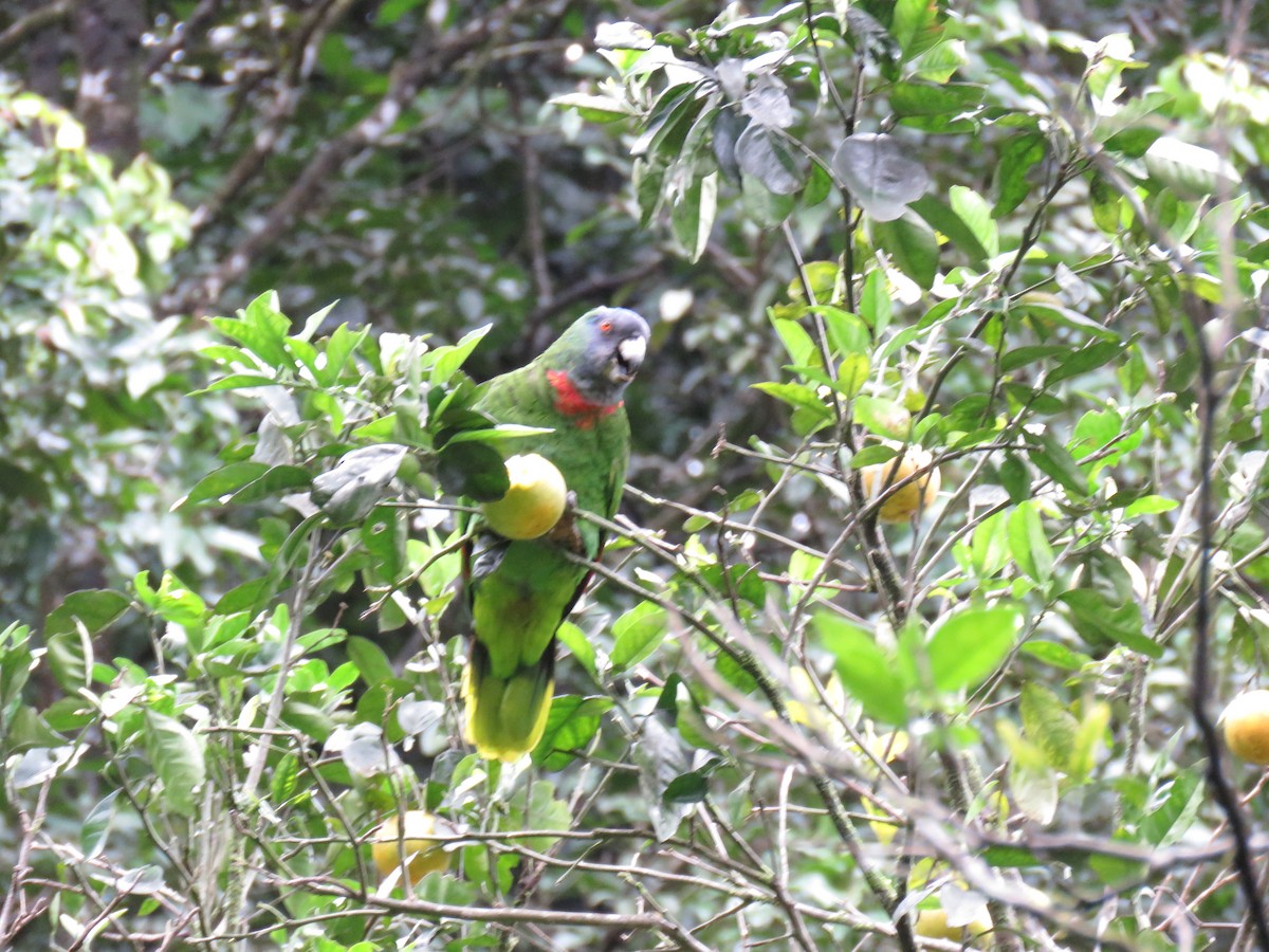 Amazona Gorjirroja - ML43681811