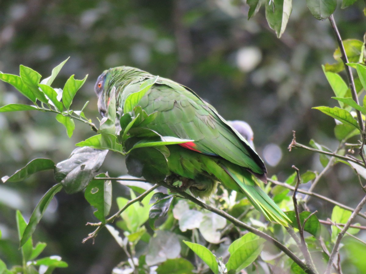 Amazona Gorjirroja - ML43681821