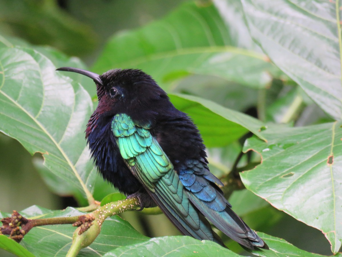 Colibrí Caribeño Gorjimorado - ML43681851